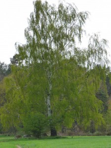 Vorschaubild